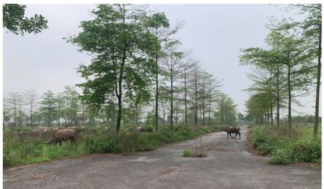 Đất dự án khu đô thị AIC Mê Linh đình đám một thời nay là bãi đất hoang chăn trâu, thả bò.