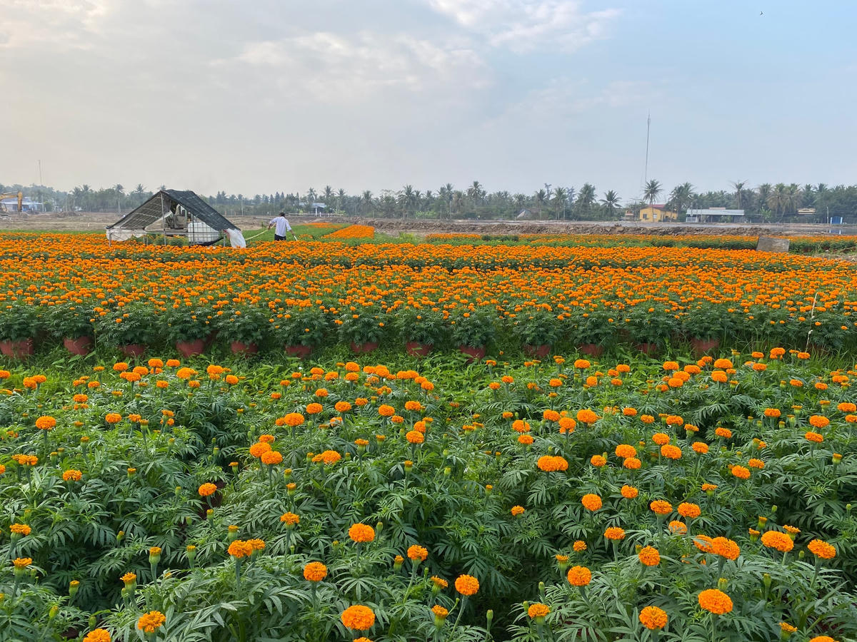 Dù không phải là làng nghề nhưng vài năm gần đây, khu vực này là nơi trồng hoa kiểng Tết lớn nhất TP Bến Tre