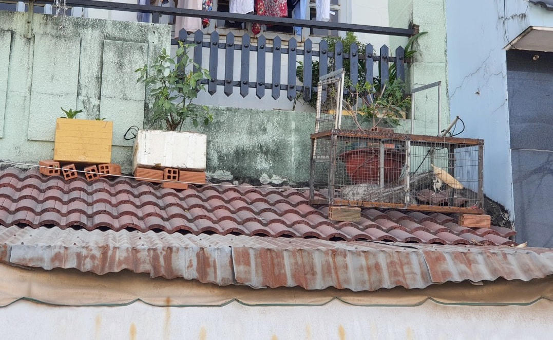 Người dân đặt bẫy trên mái nhà để xua đuổi đàn khỉ.