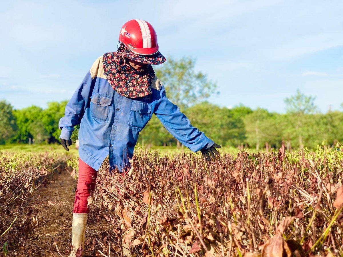 Những cánh đồng Nghệ An, Hà Tĩnh héo khô. Ảnh: H.Nguyên.