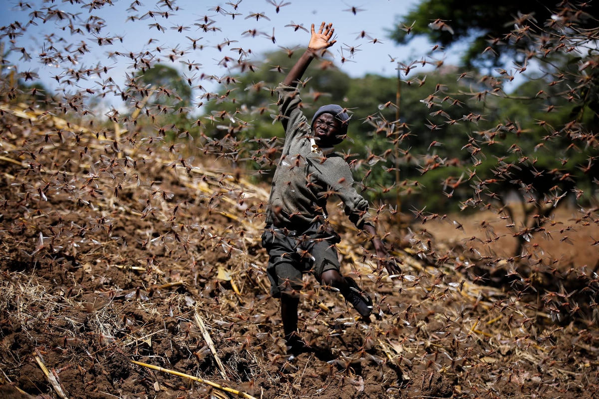 "Đại dịch châu chấu” tại Elburgon, thuộc hạt Nakuru, Kenya, ngày 17/3/2021. Ảnh: AP.  