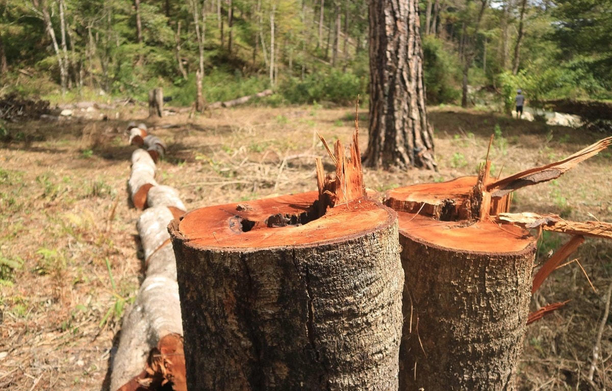 Cây rừng phòng hộ nằm giáp ranh giữa hai xã Đạ Sar và Đạ Nhim, huyện Lạc Dương (Lâm Đồng) bị đốn hạ Ảnh: Đặng Tuấn.