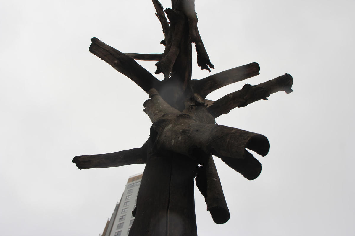 Hà Nội: Xót xa hàng chục cây xanh chết khô trên đường Trương Công Giai