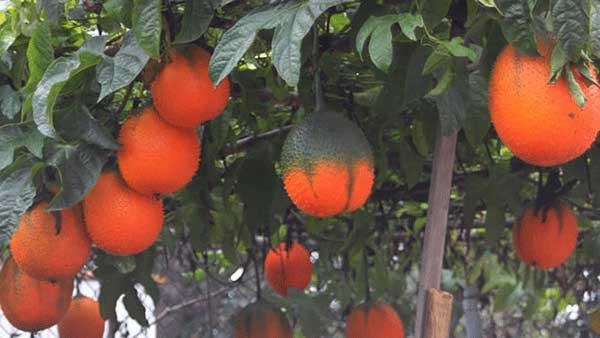 Trồng gấc