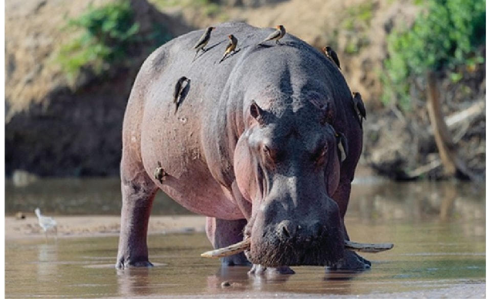 Hà mã trong vườn quốc gia Luangwa ở Zambia bị các thành viên khác trong đàn xa lánh vì sở hữu đôi răng nanh dài hơn bình thường.