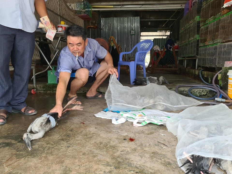 Mang chim diệc xám cho khách xem.