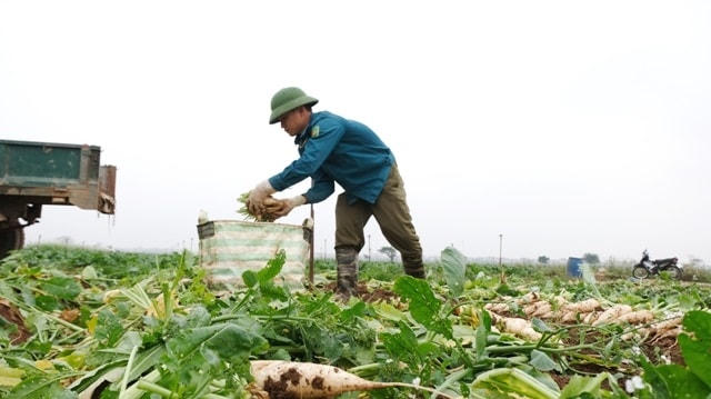 Cung vượt cầu, người dân phải nhỏ bỏ củ cải để trồng vụ mới.