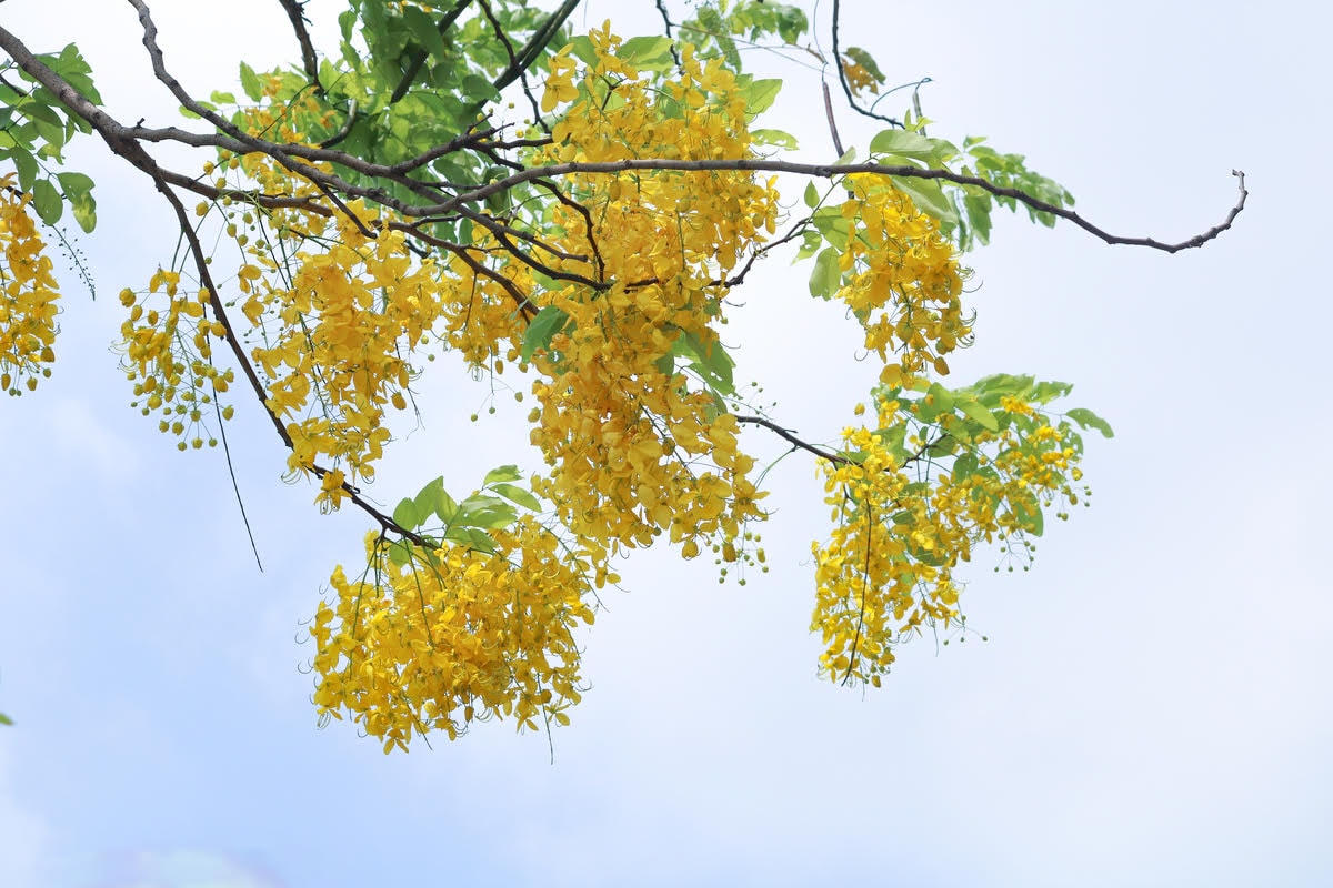 Dưới bầu trời xanh, muồng hoàng yến mang sắc vàng tươi càng làm nổi bật lên khung cảnh của thành phố. Ảnh: Doãn Nhàn.