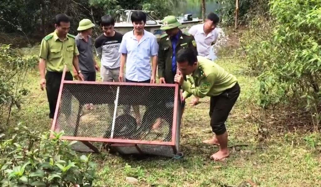 Lực lượng chức năng Hà Tĩnh thả trăn gấm về rừng.