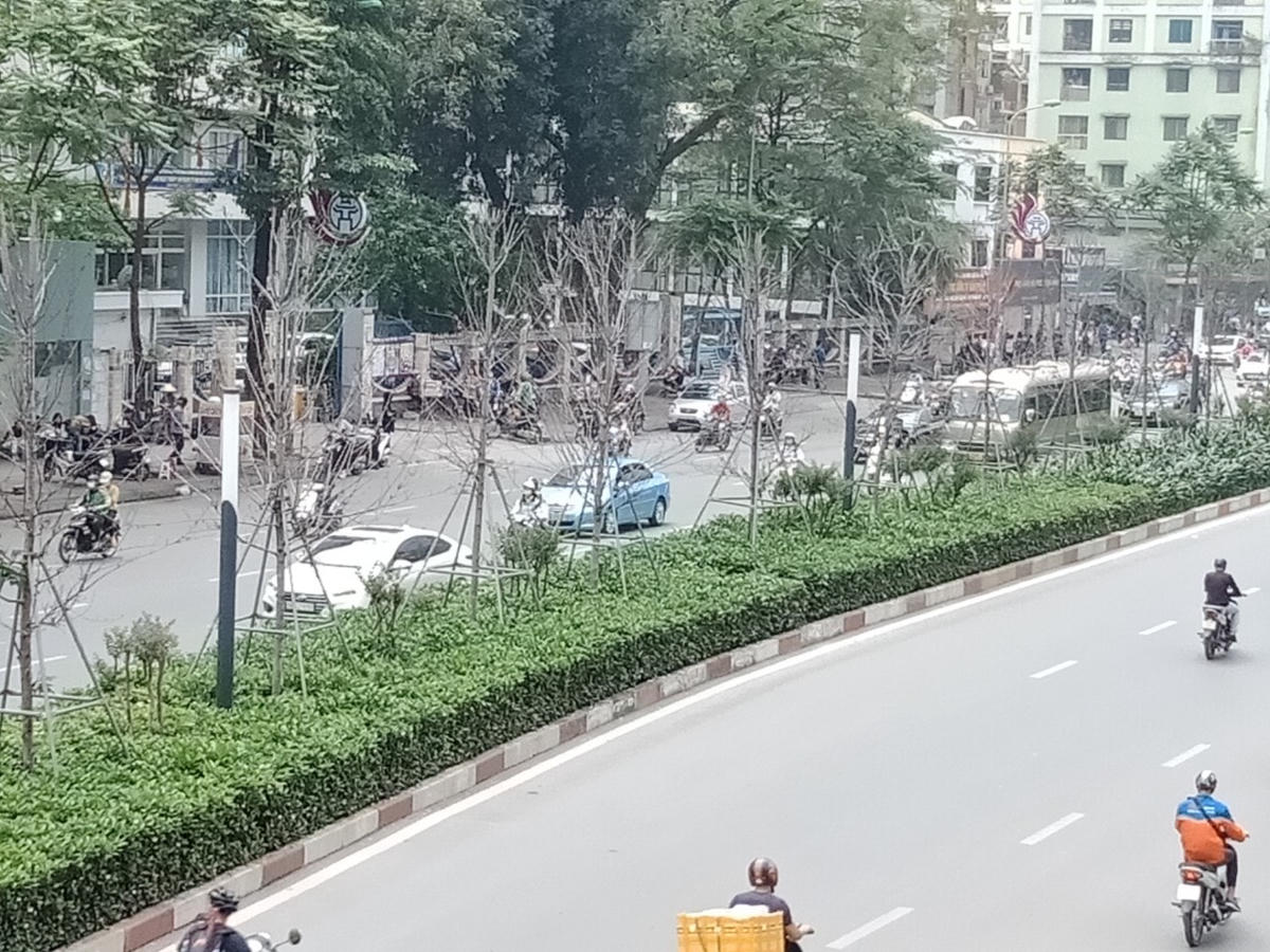 Phương án 1: Trồng thay thế bằng toàn bộ cây bàng lá nhỏ, có đường kính thân cây 10- <15cm; chiều cao vút ngọn 6-8m.