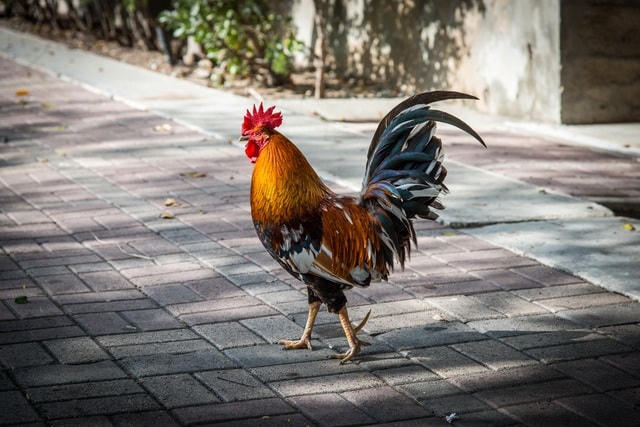 Lạ lùng hòn đảo bị hàng nghìn con gà hoang ‘xâm chiếm’