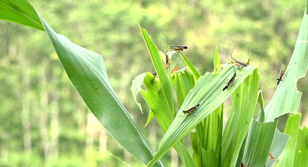 Châu chấu tre lưng vàng gây hại mùa màng.