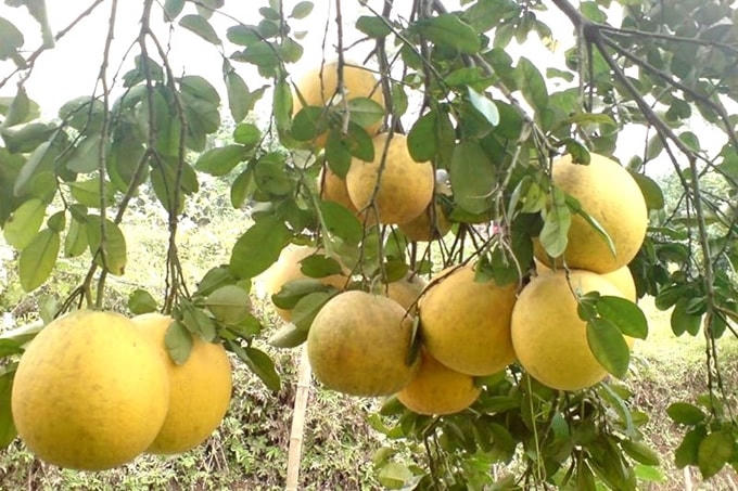 Bưởi Đoan Hùng tìm đường sang Nhật Bản