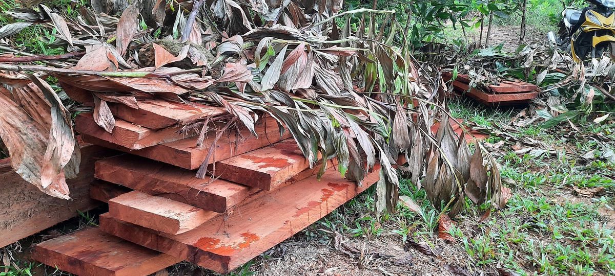 Gỗ rọc phách kéo ra đường chờ vận chuyển đi tiêu thụ.