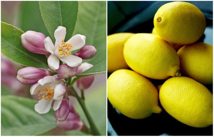 [ẢNH] Những loại trái cây trông thế nào trước khi chúng chín?