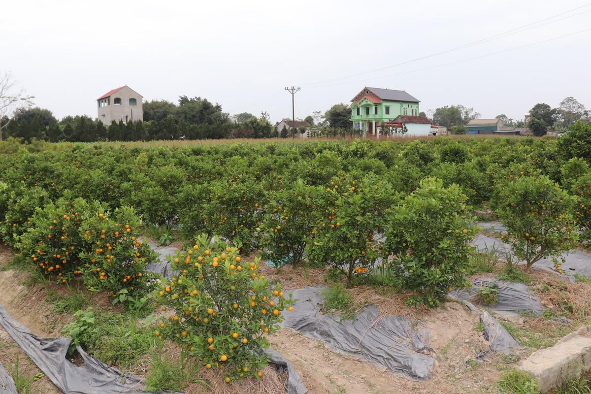 Cây quất đã giúp người dân xã Hợp Lý (huyện Triệu Sơn) có cuộc sống sung túc, đủ đầy hơn.