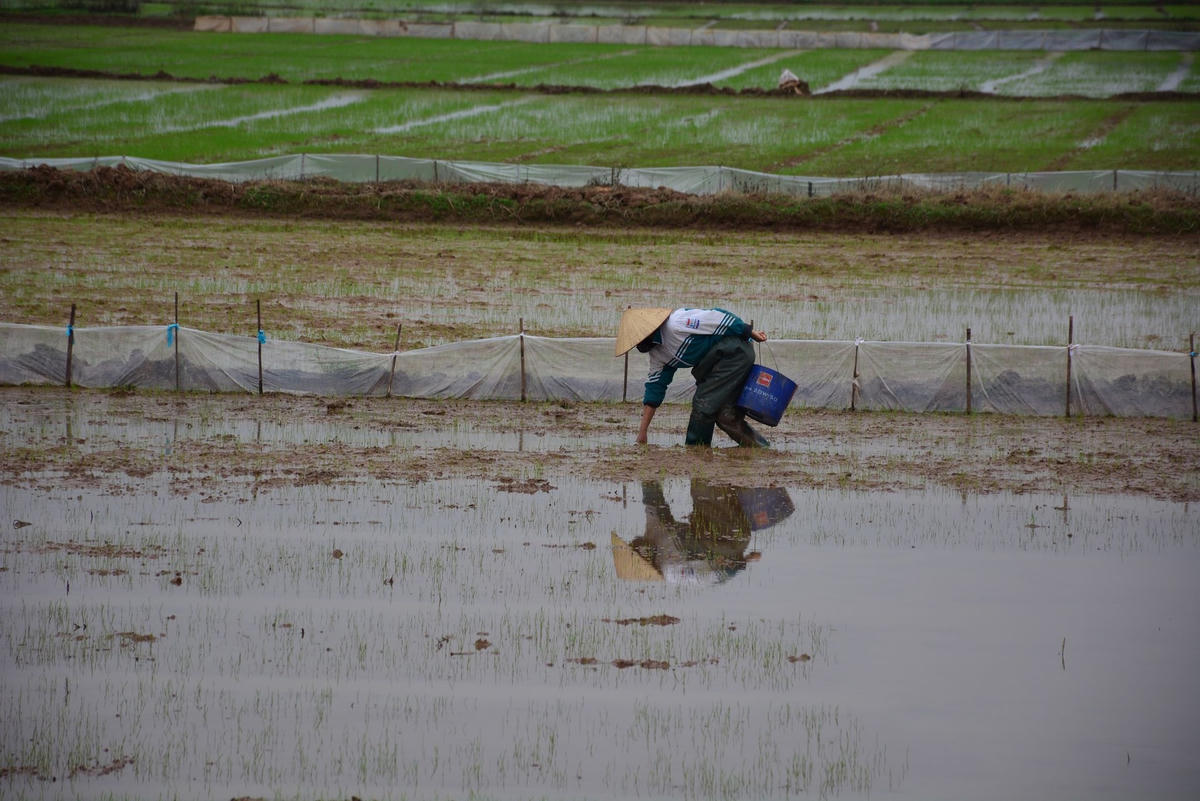 Ốc bươu vàng sinh sôi nhanh "chóng mặt" nhưng biện pháp diệt giặc của nông dân địa phương chỉ là đi nhặt,bắt từng con, rất vất vả.