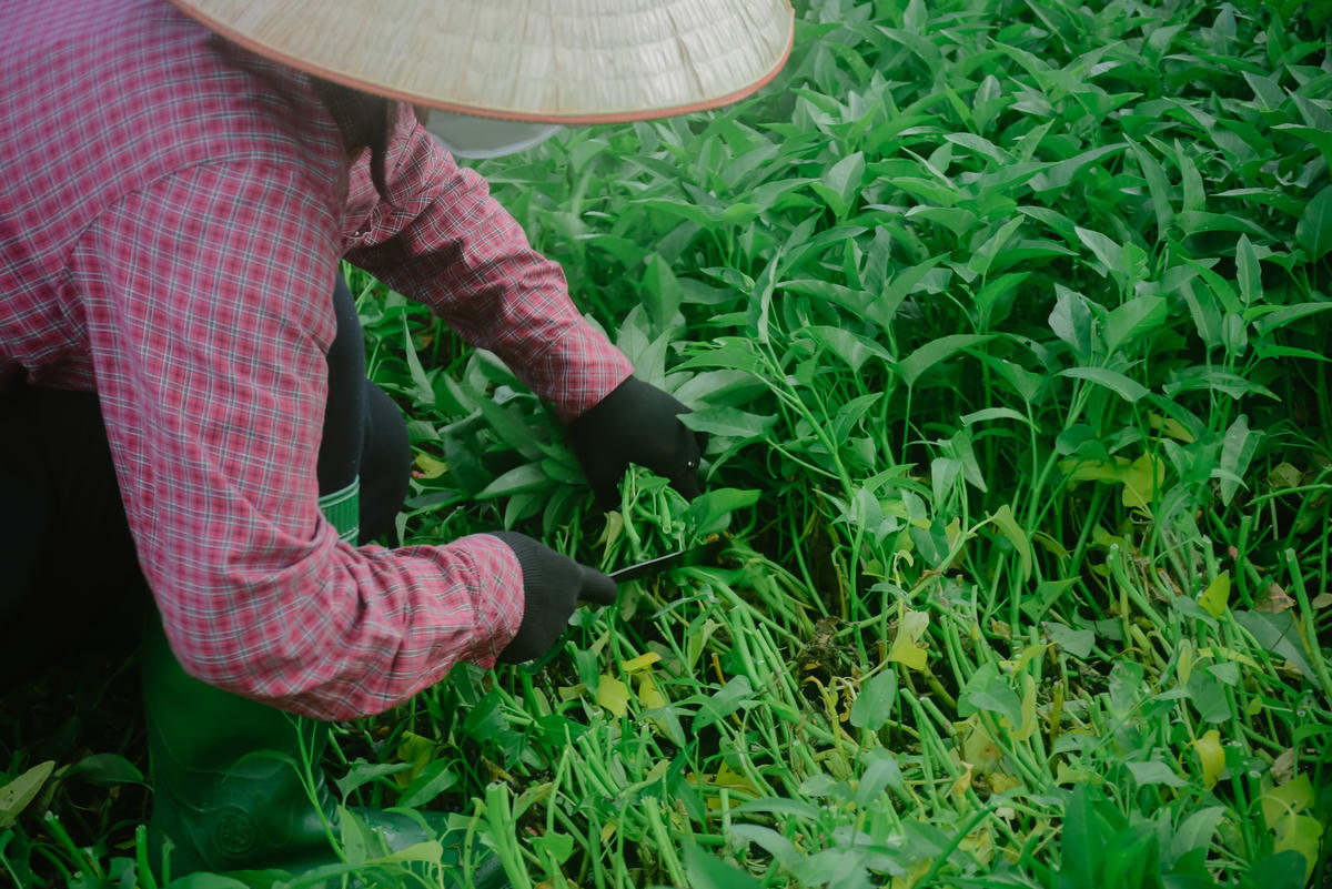 Các tình nguyện viên trở thành những người nông dân "thực thụ", thu hoạch rau nhanh thoăn thoắt. 
