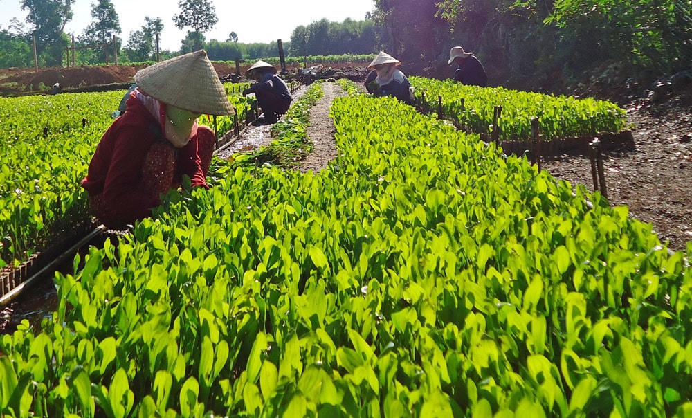Tìm đầu ra ổn định cho sản phẩm là bài toán khó đối với doanh nghiệp sản xuất nông nghiệp hữu cơ.