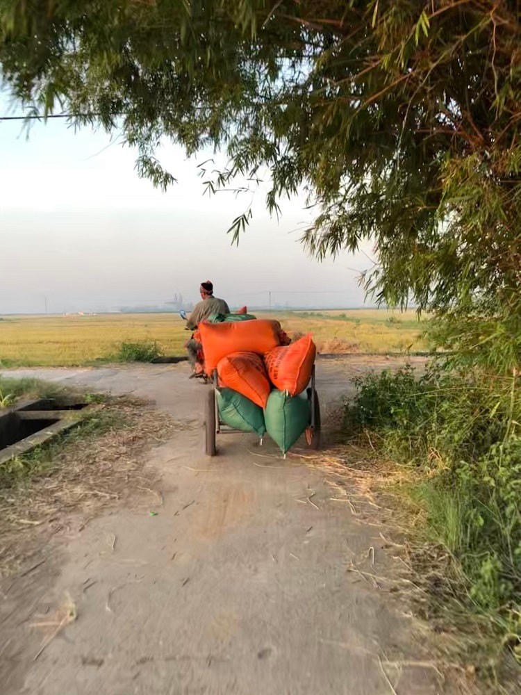 Chia sẻ với phóng viên, chú N.V.K. (huyện Kiến Xương) không giấu nổi niềm vui hiện rõ trên khuôn mặt: “Năm nay lúa ít sâu bệnh, cũng coi như là được mùa, tôi và bà con rất phấn khởi”. Có lẽ đối với những người nông dân, cả năm làm lụng vất vả thì đây chính là lúc mà họ được gặt hái thành quả của mình.  