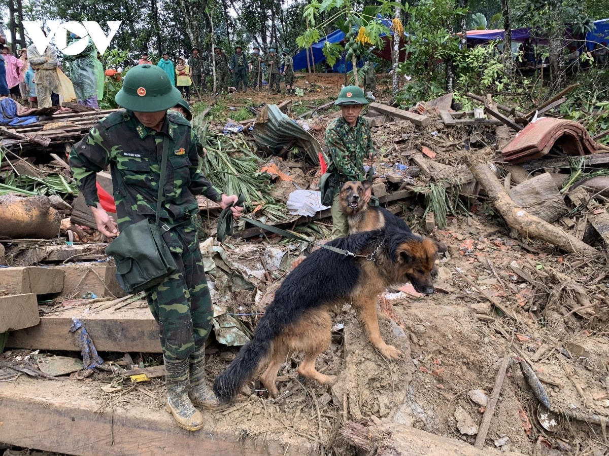 Vụ sạt lở ở Trà Leng: Chó nghiệp vụ vào hiện trường hỗ trợ tìm kiếm người mất tích