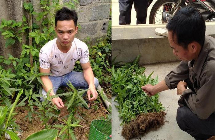 Nam Định: Biên phòng phát hiện dân trồng cây cần sa trong vườn nhà