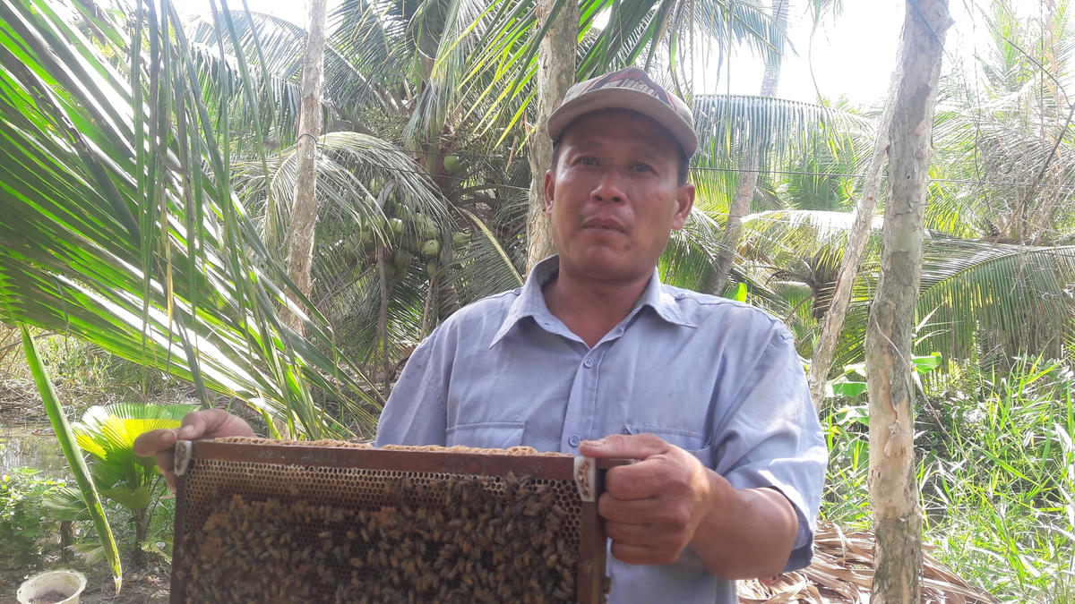 Ông Nguyễn Minh Triều chăm sóc tổ ong.