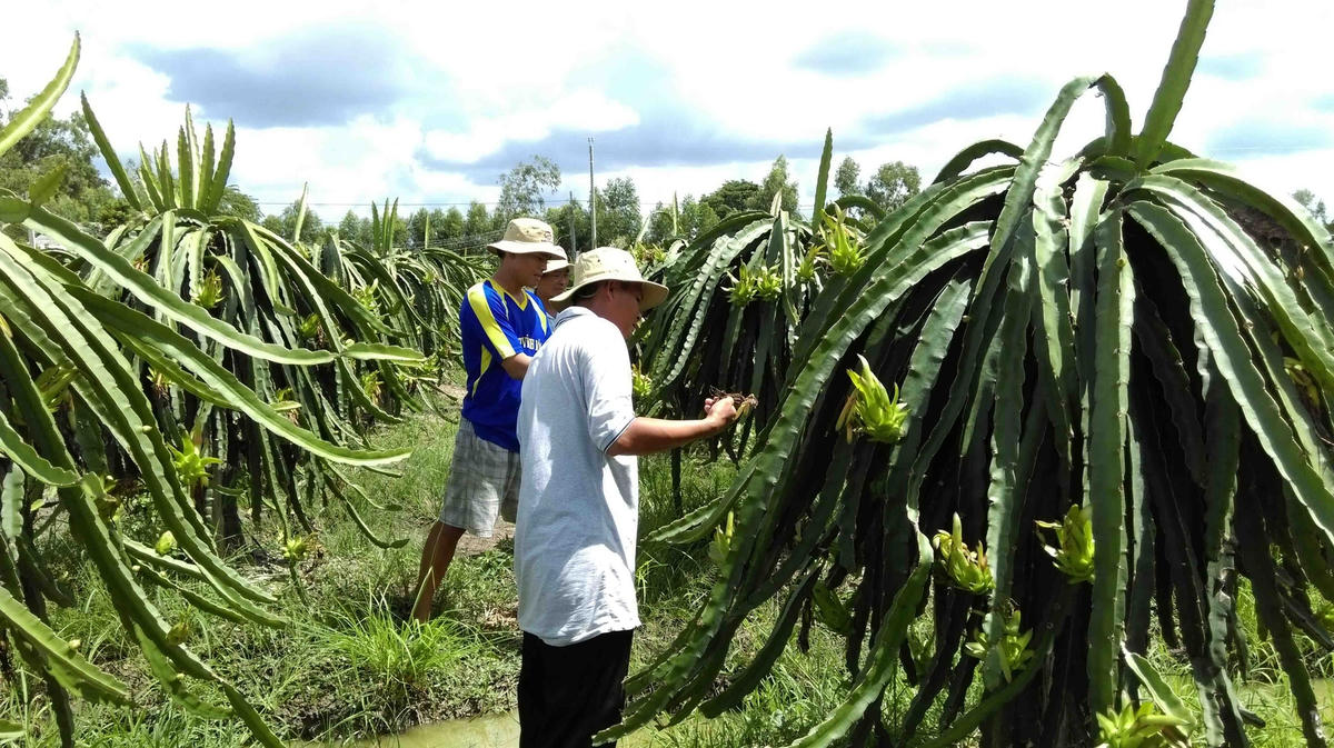 Trồng thanh long theo hướng hữu cơ cho giá trị kinh tế cao.