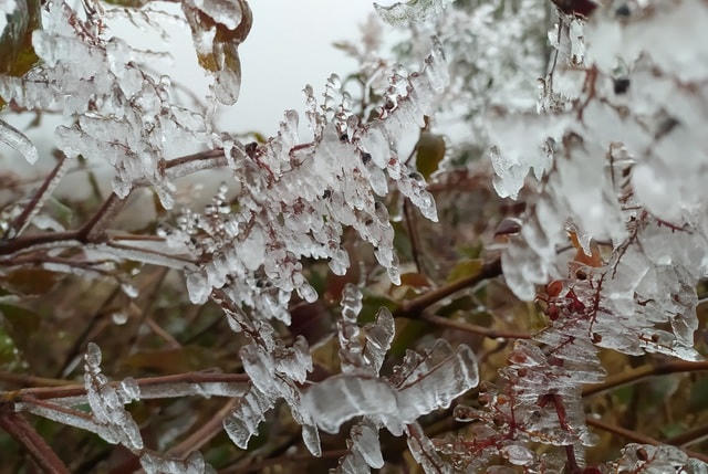 Sa Pa 'đông cứng' trong băng tuyết, đỉnh Khau Phạ cũng 'hóa đá'