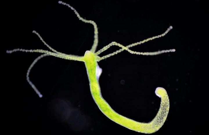 Con Hydra, bất tử.