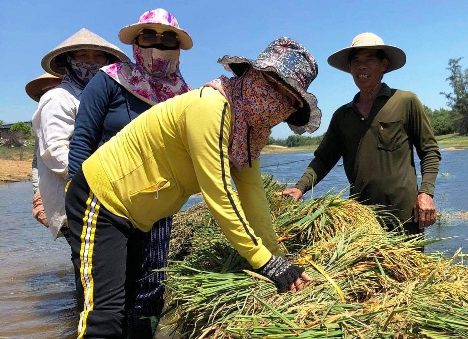 Chị em phụ nữ dang chuyển lúa gặt lên bờ.