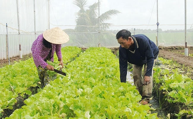 Ông Lý Tấn Hùng chăm sóc ruộng rau sạch trồng theo mô hình trong nhà lưới của gia đình.Nguồn ảnh: Nhandan.