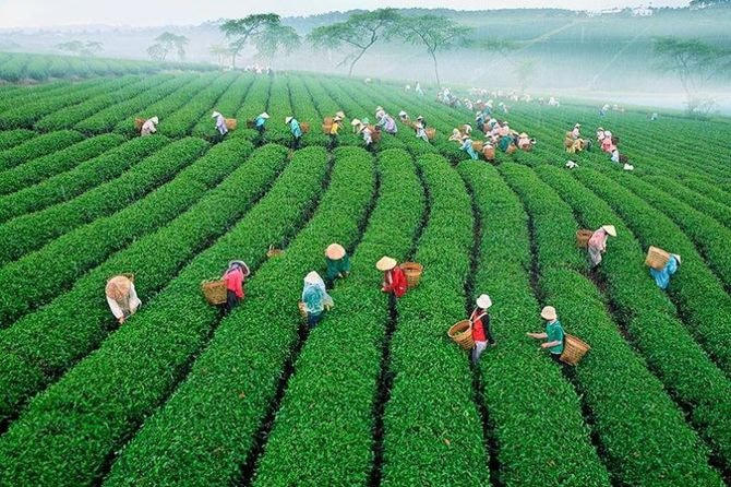 Hương trà cao nguyên