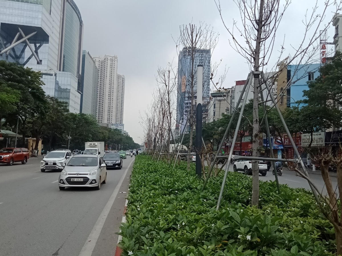 Được biết, 262 cây phong trên được Công ty cổ phần Đầu tư Tân Đại Đường tặng thành phố. Trong đó, tuyến Nguyễn Chí Thanh trồng 119 cây, tuyến Trần Duy Hưng trồng 143 cây.