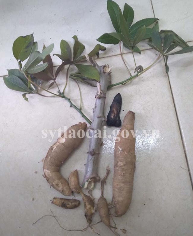 Hình ảnh sắn cao sản gây ngộ độc.