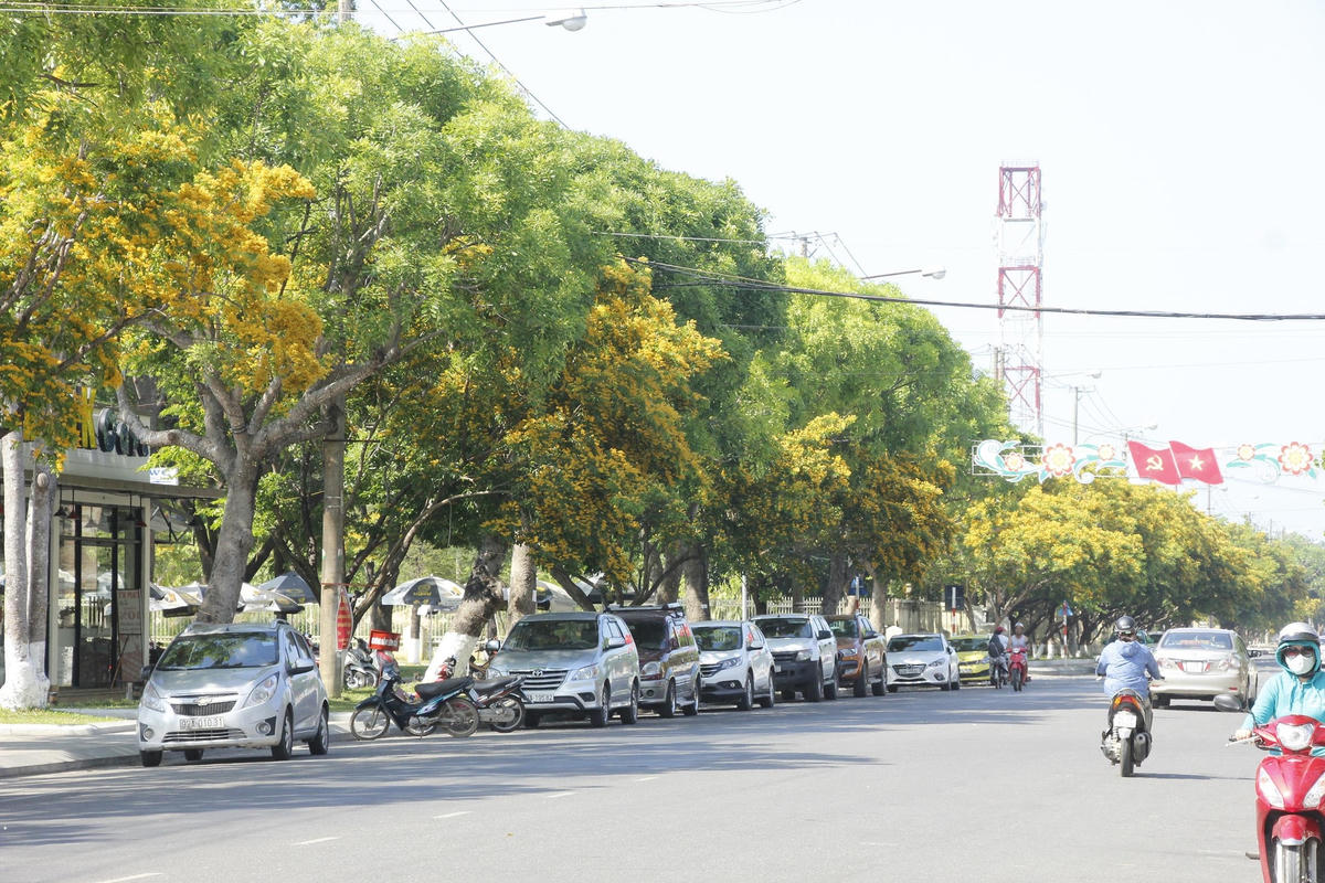 Hàng cây sưa vàng trên phố Tam Kỳ.