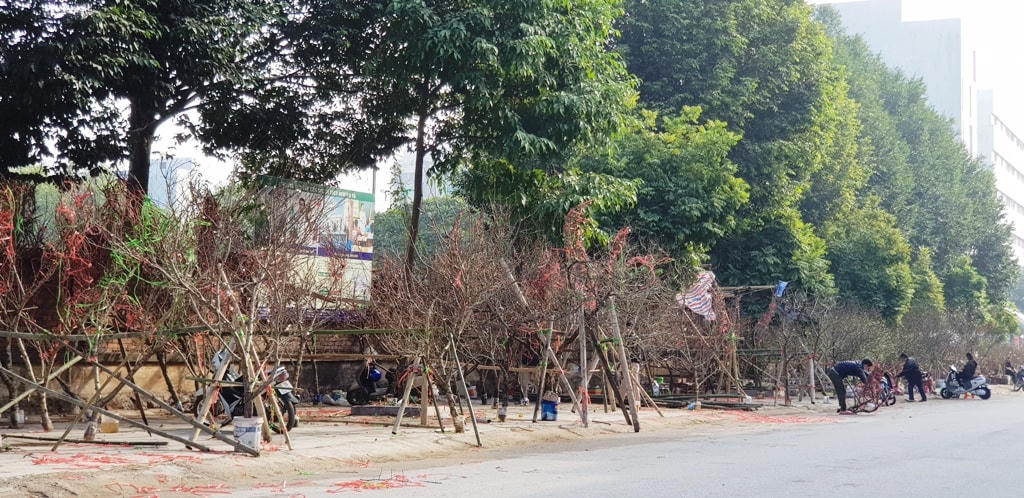 Tuy nhiên, do ảnh hưởng của dịch Covid-19, các hàng hoa, cây cảnh thưa thớt hoặc vắng bóng người mua.