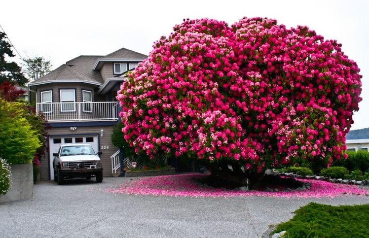 cây đỗ quyên 125 tuổi ở Canada.
