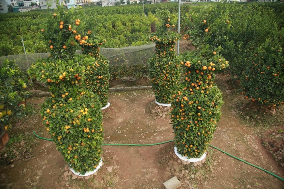 Năm nay vườn nhà ông Thành chỉ có hơn 300 cây quýt cảnh lớn và nhỏ, trong đó có 30 cặp lục bình. Tất cả đều đã sẵn sàng tung ra thị trường trong dịp Tết Nguyên Đán sắp tới.Với mỗi cặp lục bình như những năm trước ông Thành sẽ bán với giá khoảng 40 triệu, tuy nhiên năm nay do tình hình kinh tế khó khăn do Covid-19 nên chỉ bán được với giá từ 20-25 triệu 1 cặp.