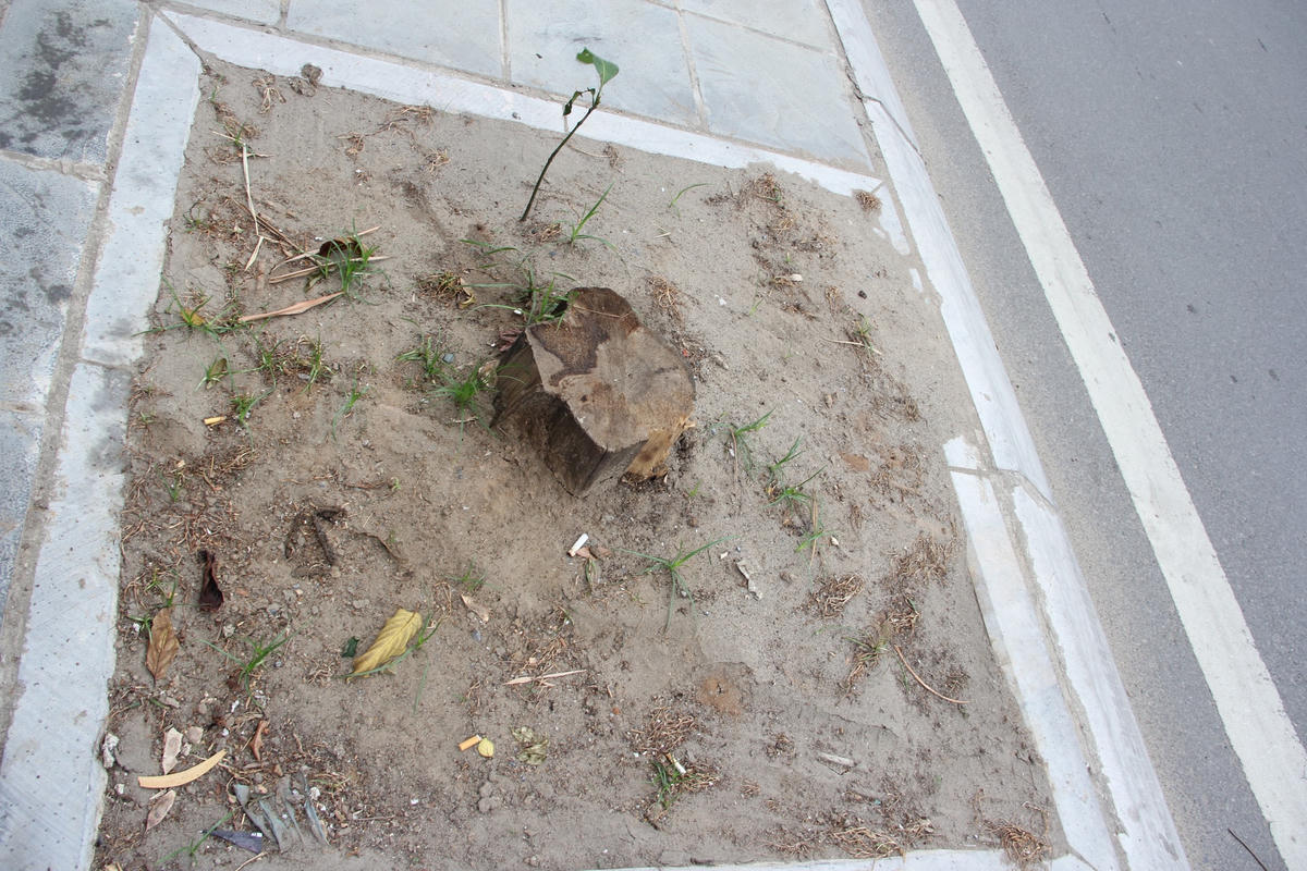 Nhiều cây khô bị cắt bỏ để lại gốc.Một số cây xanh ngay cạnh cổng trụ sở một doanh nghiệp chết dần, chết mòn.