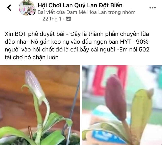 Người chơi, nhà vườn lên diễn đàn tố nhau khi mua phải hoa rởm (Ảnh: Hoàng Dung).