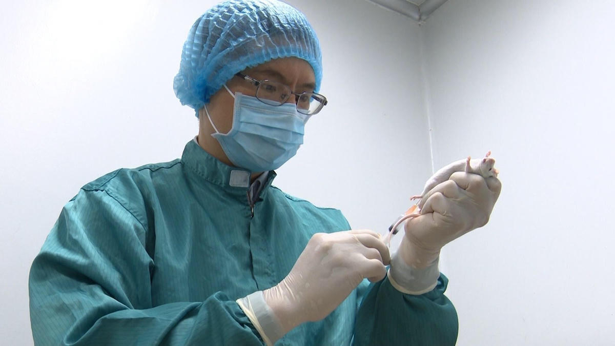 Các nhà khoa học lấy mẫu máu chuột sau khi tiêm vaccine thử nghiệm.