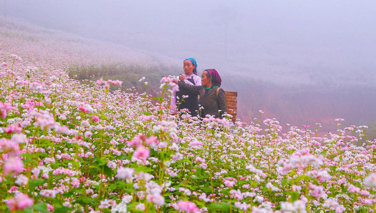 Mùa hoa tam giác mạch