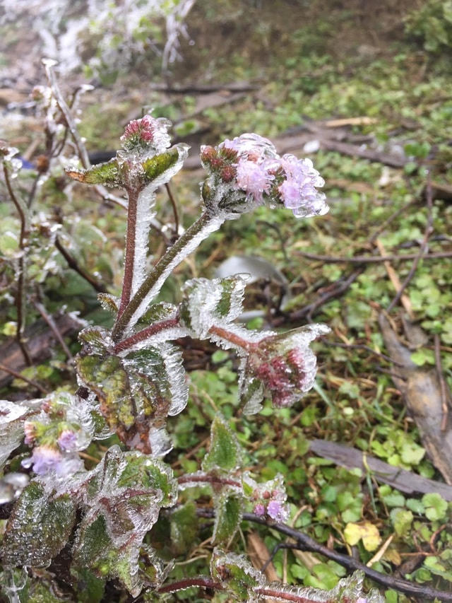 Sa Pa 'đông cứng' trong băng tuyết, đỉnh Khau Phạ cũng 'hóa đá'