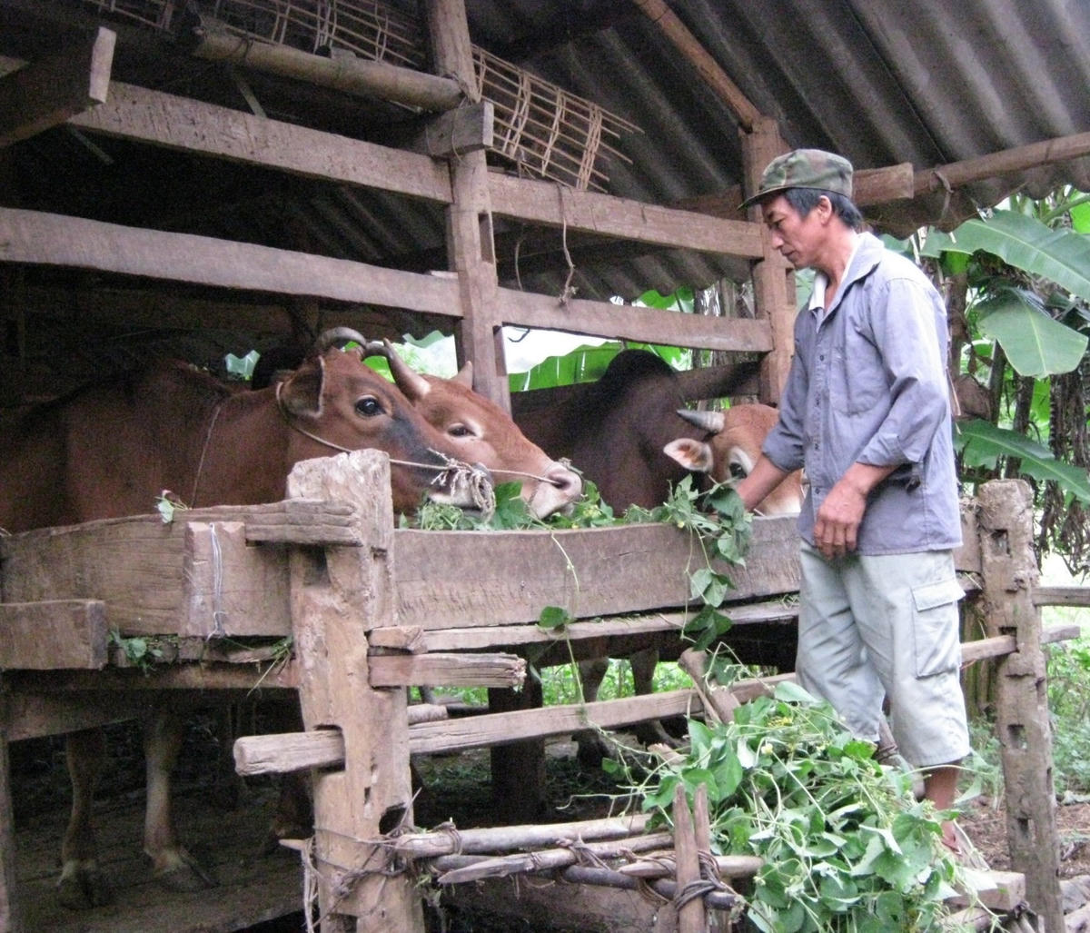 Hỗ trợ phát triển sản xuất cho người nghèo ở Cao Bằng. Ảnh: K.T.