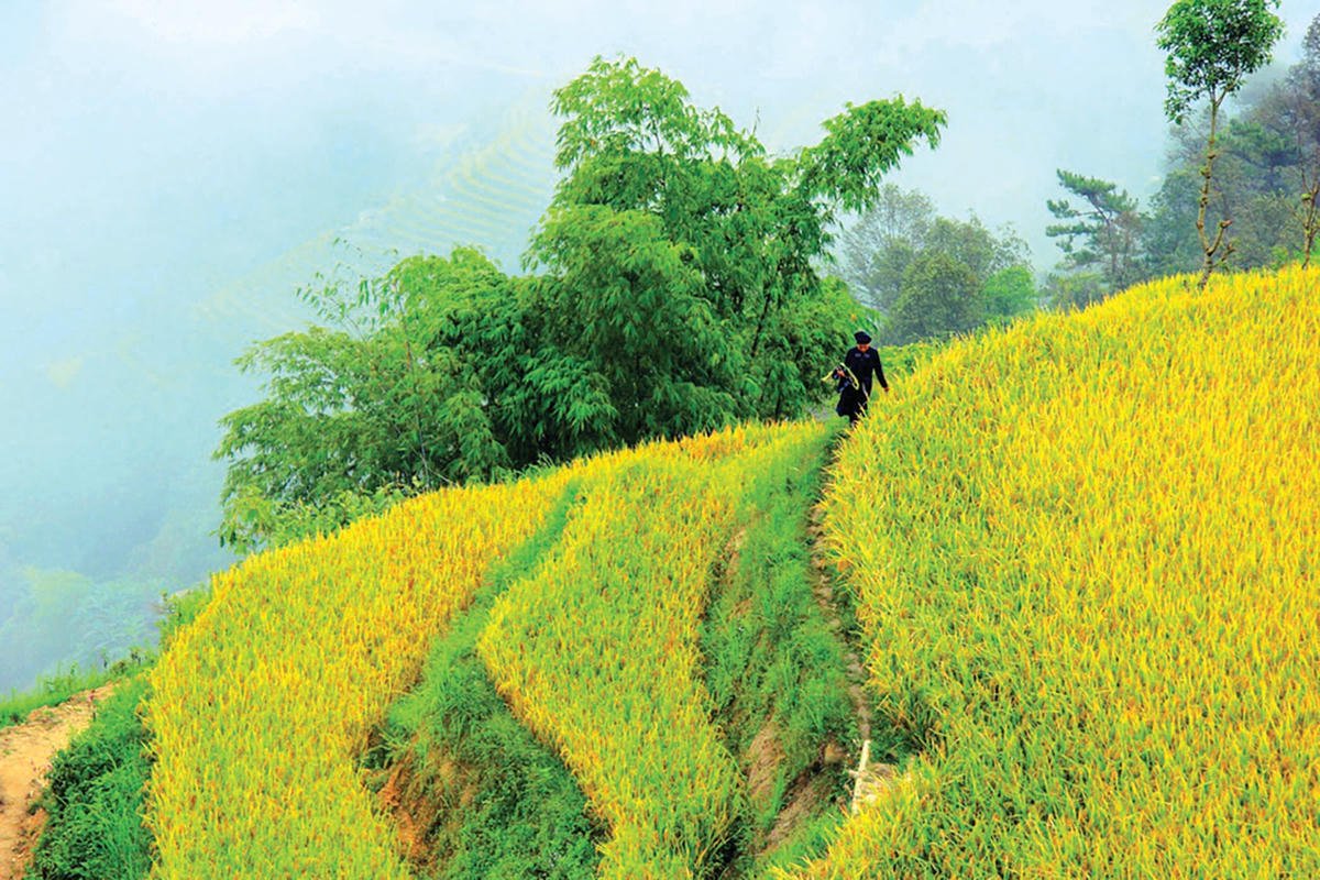 Khám phá Chiêu Lầu Thi