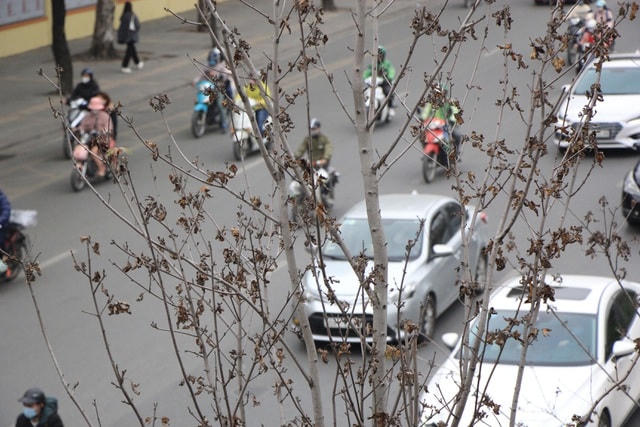 Những cây phong lá đỏ khô héo, nứt toác trên đường phố Hà Nội