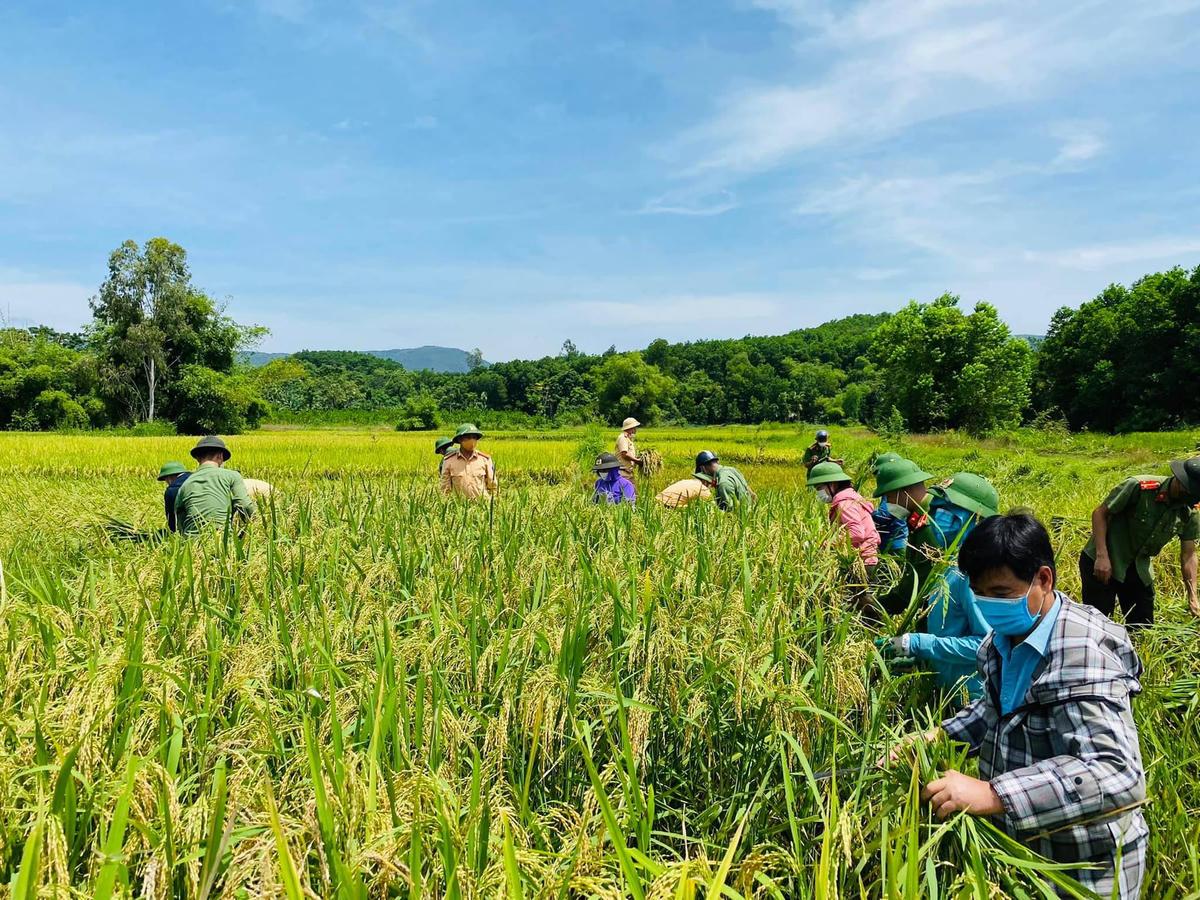 40 chiến sĩ Công an huyện Như Thanh đã trực tiếp xuống đồng giúp bà con gặt lúa.