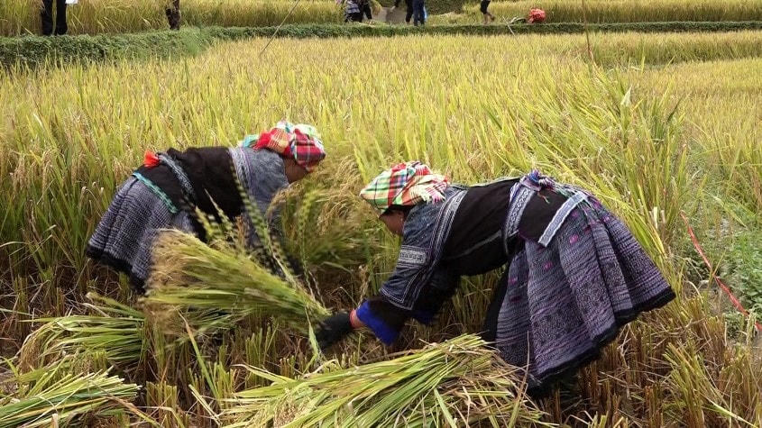 Hoạt động tại Hội thi “Gặt lúa nhanh, cày bừa giỏi”.