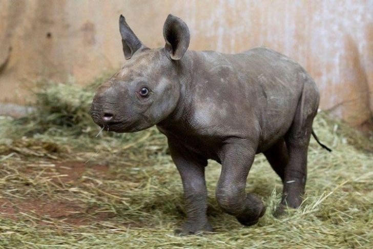 Một con tê giác đen được sinh ra lần đầu tiên sau 18 năm tại Zürich Zoologischer Garten. Nó là một loài cực kỳ hiếm.